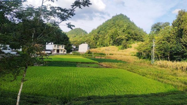精选期货配资 诗意太平 稻田丰光